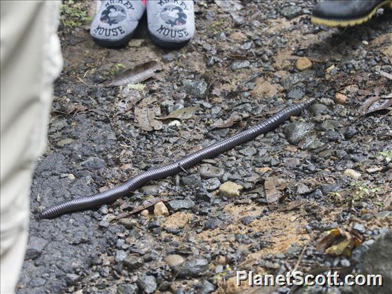 Giant Earthworm (Megascolecida ssp)