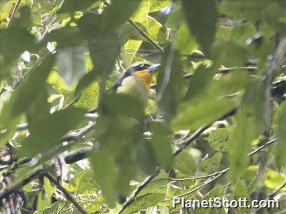 Gilded Barbet (Capito auratus)