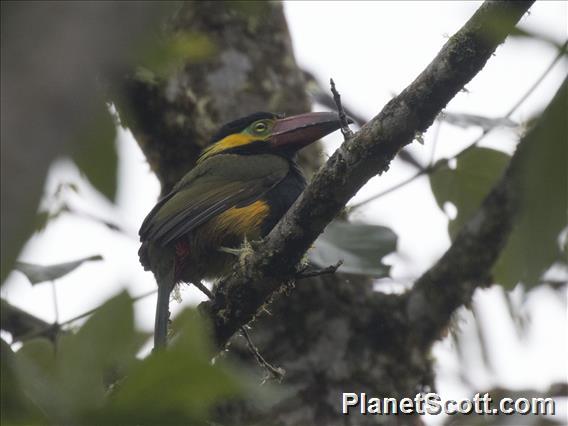 Golden-collared Toucanet (Selenidera reinwardtii)