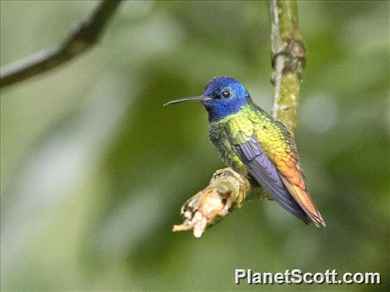 Golden-tailed Sapphire (Chrysuronia oenone)