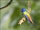 Golden-tailed Sapphire (Chrysuronia oenone) - Male