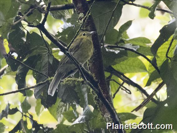 Gray-tailed Piha (Snowornis subalaris)