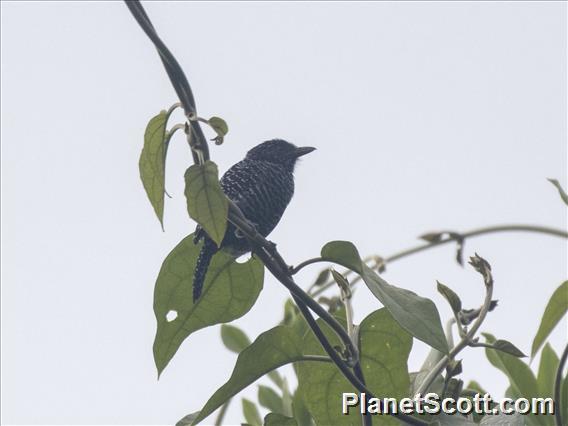 Lined Antshrike (Thamnophilus tenuepunctatus)