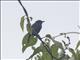 Lined Antshrike (Thamnophilus tenuepunctatus)