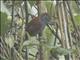 Lined Antshrike (Thamnophilus tenuepunctatus) - Female