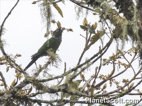 Maroon-tailed Parakeet (Pyrrhura melanura)