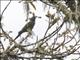 Maroon-tailed Parakeet (Pyrrhura melanura)