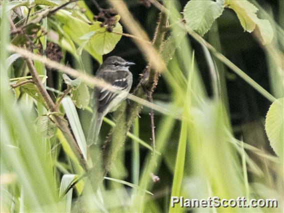 Olive-chested Flycatcher (Myiophobus cryptoxanthus)