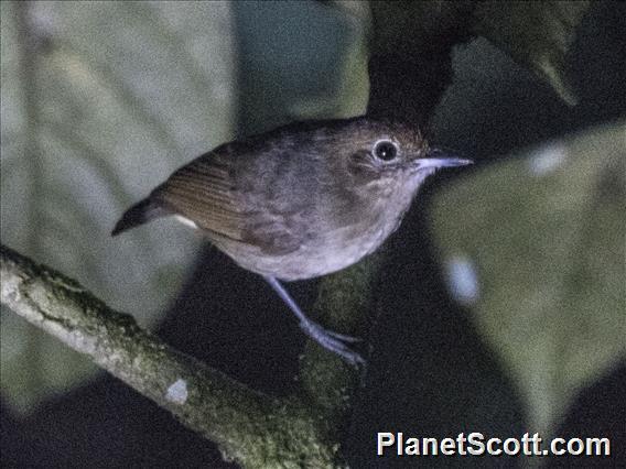 Plain Antvireo (Dysithamnus mentalis)