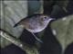 Plain Antvireo (Dysithamnus mentalis)