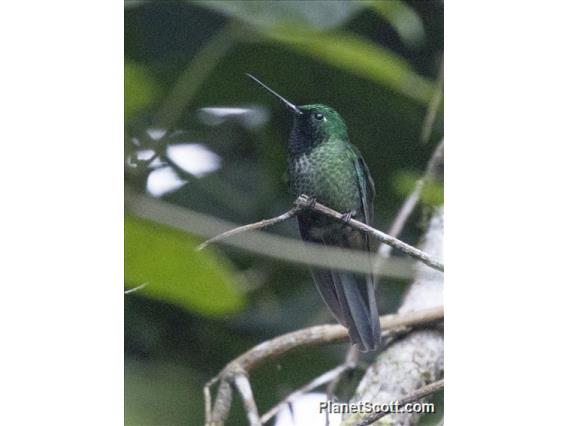 Rufous-vented Whitetip (Urosticte ruficrissa)