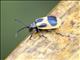 Leaf Beetle (Monocesta sp)