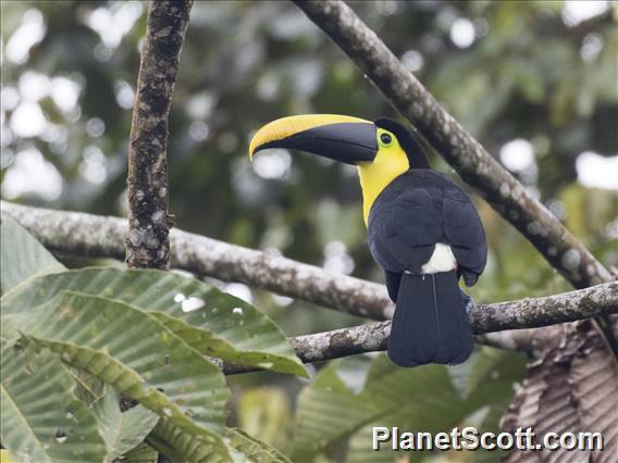 Yellow-throated Toucan (Ramphastos ambiguus)