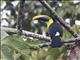 Yellow-throated Toucan (Ramphastos ambiguus)