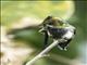 Wire-crested Thorntail (Discosura popelairii) - Female