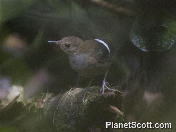 Wing-banded Wren (Microcerculus bambla)