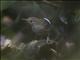 Wing-banded Wren (Microcerculus bambla)