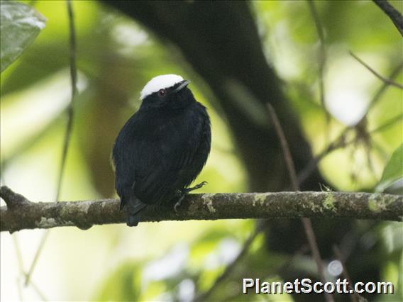 White-crowned Manakin (Pseudopipra pipra)