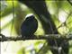 White-crowned Manakin (Pseudopipra pipra)