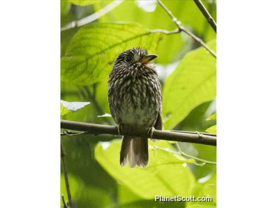 White-chested Puffbird (Malacoptila fusca)