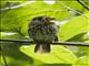 White-chested Puffbird (Malacoptila fusca)