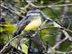 Tropical Kingbird (Tyrannus melancholicus)