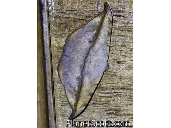 Geometer Moth (Ennominae ssp5)