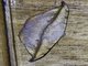 Geometer Moth (Ennominae ssp5)