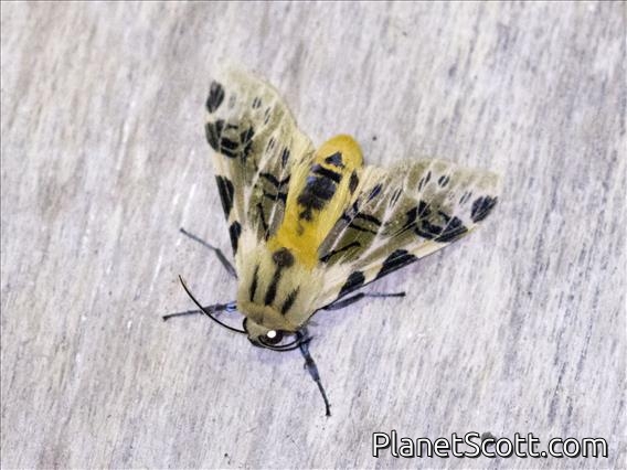 Tiger Moth (Fulvocompe neurophylla)