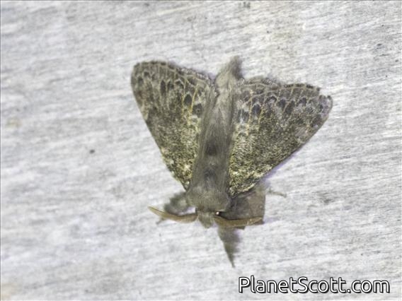Lappet Moth (Euglyphis sp)