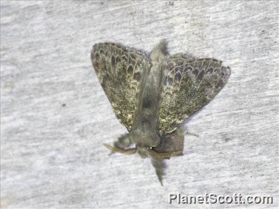 Tussock Moth (Erebida ssp9)