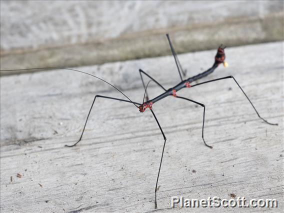 Oreophoetes Walking Stick (Oreophoetes topoense)