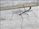 Oreophoetes Walking Stick (Oreophoetes topoense)