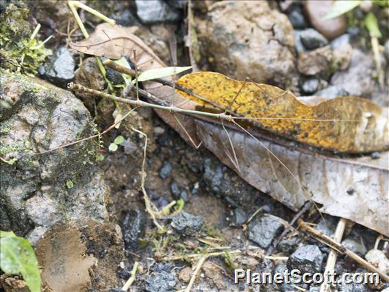 Walking Stick (Diapheromerida sp)