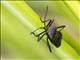 Leaf-footed Bug (Piezogaster rubropictus)