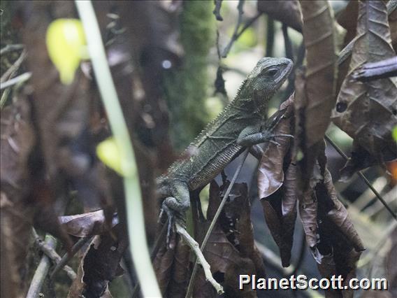 Dwarf Iguana (Enyalioides sp)