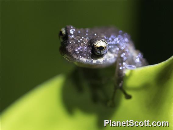 Diadem Rain Frog (Pristimantis diadematus)