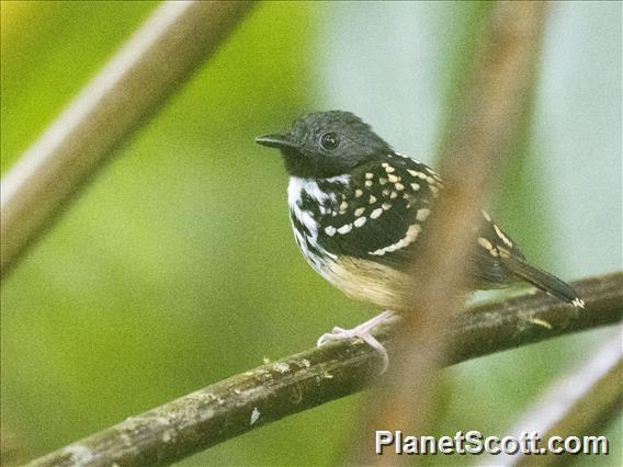 Spot-backed Antbird (Hylophylax naevius)