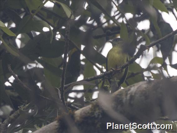 Red-billed Tyrannulet (Zimmerius cinereicapilla)