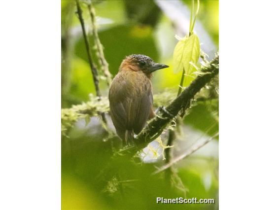 Rufous-breasted Piculet (Picumnus rufiventris)