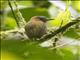 Rufous-breasted Piculet (Picumnus rufiventris)