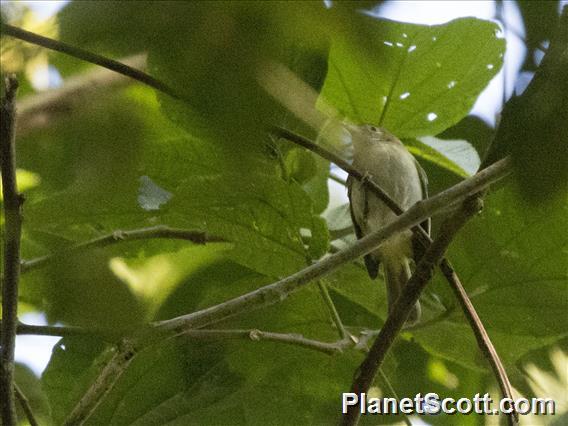 Rufous-naped Greenlet (Pachysylvia semibrunnea)