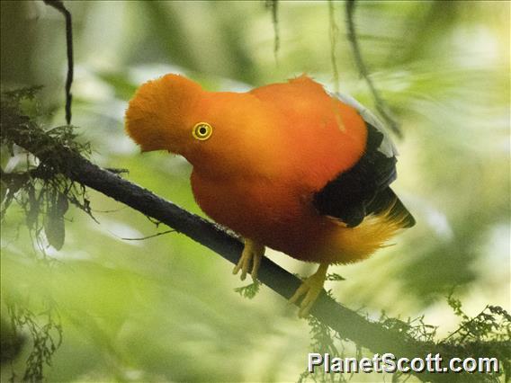 Andean Cock-of-the-rock (Rupicola peruvianus)