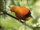 Andean Cock-of-the-rock (Rupicola peruvianus)