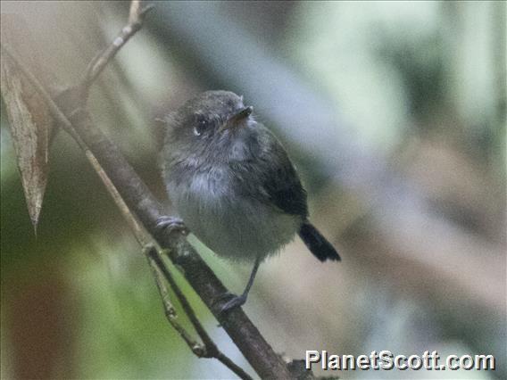 Black-and-white Tody-Flycatcher (Poecilotriccus capitalis)