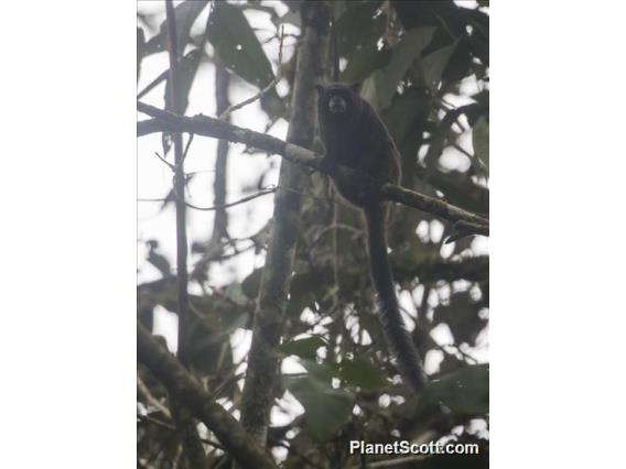 Black-mantled Tamarin (Saguinus nigricollis)