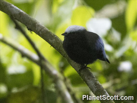 Blue-rumped Manakin (Lepidothrix isidorei)