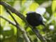 Blue-rumped Manakin (Lepidothrix isidorei)