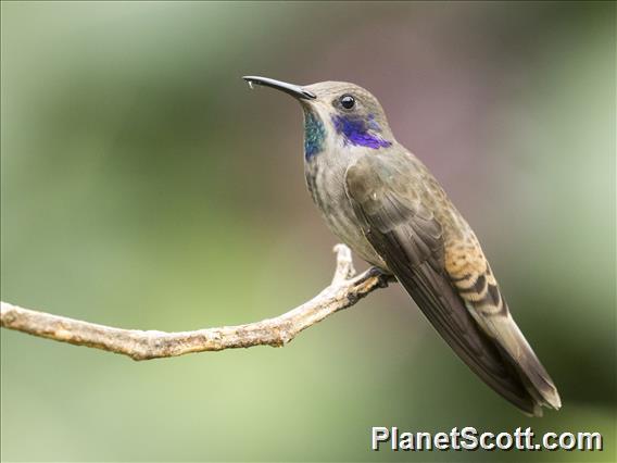 Brown Violetear (Colibri delphinae)