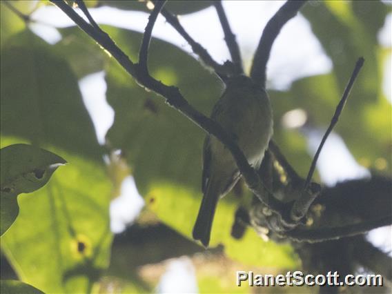 Buff-throated Tody-Tyrant (Hemitriccus rufigularis)